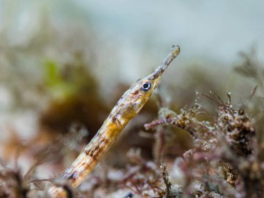 Kahverengi bantlı Longsnout boru balığının (Syngnathus temminckii) makro fotoğrafı 