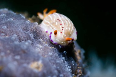Cape dorid (Hypselodoris capensis) resifte sünger yiyor