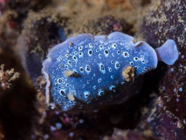 Bir Galaksi Çıplak Dalı (Cadlina sp-c) deniz salyangozunun mercan kayalığında