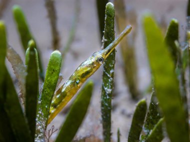 Yeşil bir Longsnout boru balığının (Syngnathus temminckii) deniz kenarında saklanan makro fotoğrafı