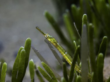 Yeşil bir Longsnout boru balığının (Syngnathus temminckii) deniz kenarında saklanan makro fotoğrafı