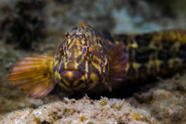 Süper klipbalığı (Clinus superciliosus) deniz tabanında kameraya bakan güzel renk ve desenli