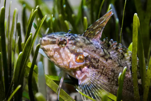 Deniz otlarında bir süper klipbalığına (Clinus superciliosus) yaklaş