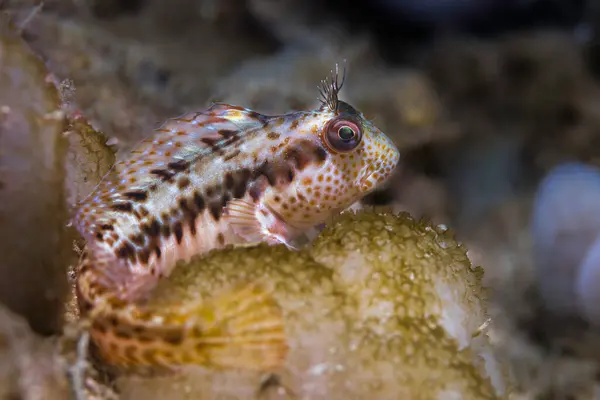 Ringneck Blenny Fish Parablennius Pilicornis Perched Reef Stock Photo