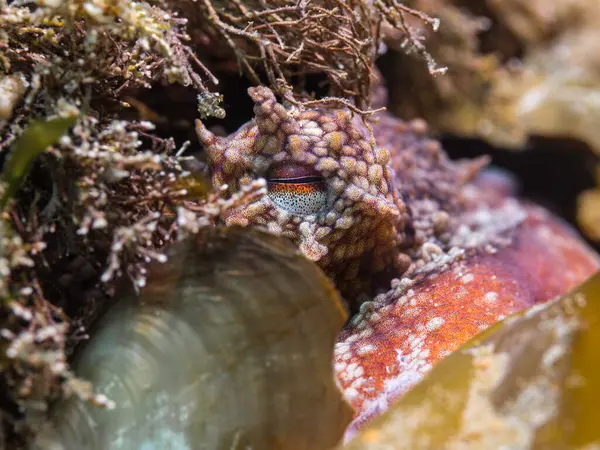 Common Octopus Octopus Vulgaris Hiding Reef Closeup Its Eye Stock Photo