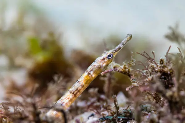 Macro Photo Brown Banded Longsnout Pipefish Syngnathus Temminckii Closeup Its Royalty Free Stock Images