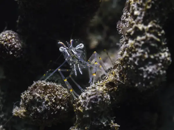 Sand Shrimp Palaemon Peringueyi Facing Camera Its Transparent Body Has Stock Picture