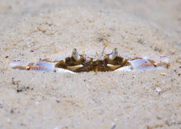 Three Spot Swimming Crab Ovalipes Trimaculatus Hiding Sand Ocean Bottom Royalty Free Stock Photos