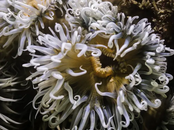 Closeup Striped Anemone Underwater Light Yellow Body White Tentacles Stock Image