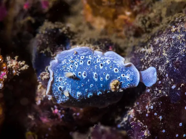 Galaxy Nudibranch Cadlina Reef Close Sea Slug Royalty Free Stock Photos
