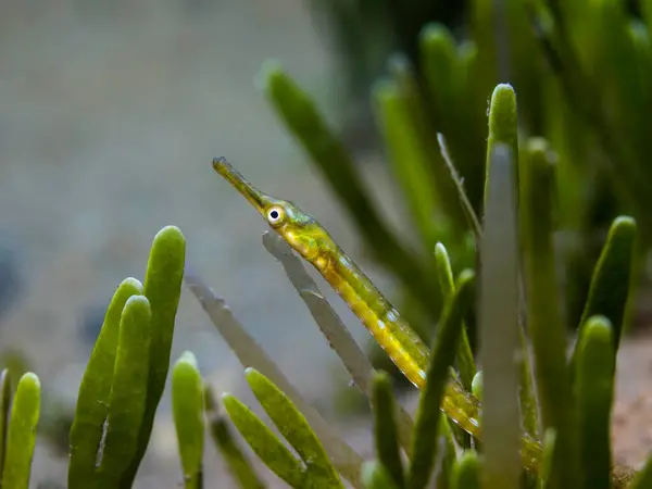 Macro Photo Green Longsnout Pipefish Syngnathus Temminckii Hiding Seagrass Stock Image