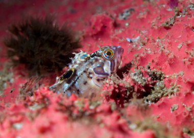 Genç Benekli Klipfish (Clinus venustris) parlak deniz süngeriyle çevrili