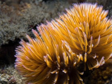 An orange Feather-duster worm or giant fanworm (Sabellastarte longa) closeup clipart