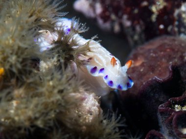 Cape dorid (Hypselodoris capensis) su altında çıplak dallar, mor benekli beyaz çizgileri ve kırmızı lekeleri olan beyaz gövdeli deniz sümüklüböceği