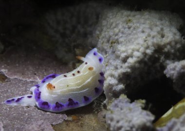 Cape dorid (Hypselodoris capensis) su altında çıplak dallar, mor benekli beyaz çizgileri ve kırmızı lekeleri olan beyaz gövdeli deniz sümüklüböceği