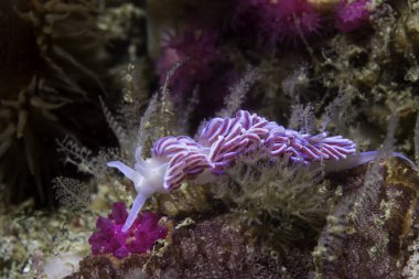 Mercan çıplaklığı (Phyllodesmium horridum) resifteki canlı mor deniz sümüklüböceğinin yan görüntüsü