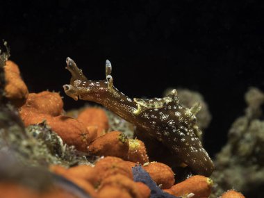 Cüce deniz tavşanı (Aplysia parvula) kahverengi gövdeli deniz sümüklüböceği ve su altında hareket eden benekler.