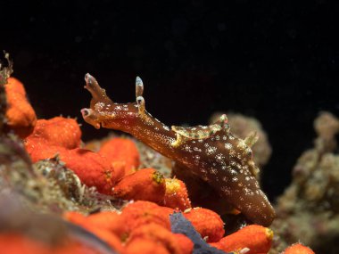 Dwarf sea hare (Aplysia parvula) sea slug with a brown body and speckles underwater moving over the reef clipart