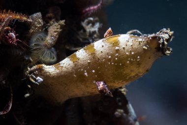 Resif altındaki çizgili bir Puffadder tefeci yumurtasının ya da denizkızının çantasının (Haploblepharus edwardsii) yakın çekim makrosu.