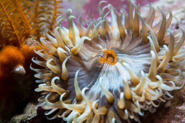 Suyun altında, koyu ve açık kahverengi çizgili, turuncu ağızlı ve kısa dokunaçlı çizgili bir şakayığın yakın çekimi.