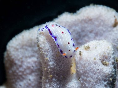 Cape dorid (Hypselodoris capensis), beyaz deniz süngeri üzerinde mor benekli beyaz bir deniz salyangozu.