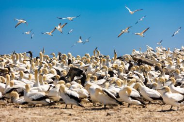 Cape sümsük kuşlarının (Morus capensis) büyük bir üreme kolonisi. 
