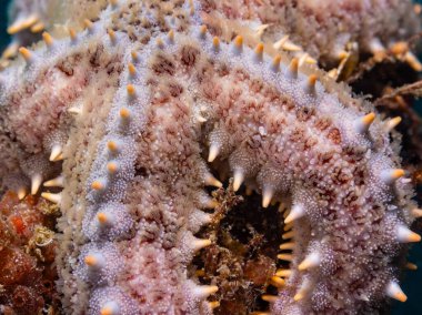 Bir dikenli deniz yıldızının (Marthasterias buzulunun) makro yakın çekimi, cildinin detaylarını ve dokusunu göstermek için.