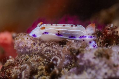 Cape dorid (Hypselodoris capensis) su altında çıplak dallar, mor benekli beyaz çizgileri ve kırmızı lekeleri olan beyaz gövdeli deniz sümüklüböceği. Bulanık arkaplan ile yan profil.