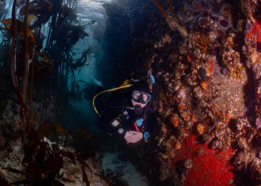 Dalgıçlar renkli mercanlarla kaplı büyük bir kaya parçası ile yosun ormanının arasında yüzüyorlar. Yaklaşan dalgıç kameraya bakıyor..