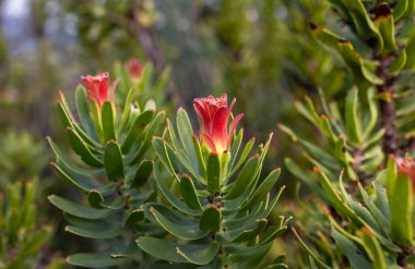 Batı Burnu 'nun fynbos bitkisinin bir parçası olan Common Pagoda (Mimetes cucullatus) bitkisinin parlak çiçekleri.