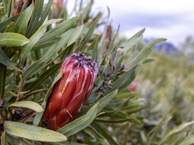 Burchell 'in Sugarbush (Protea burchellii) bitkisinin parlak pembe çiçeği, Batı Burnu' nun fynbos bitkisinin bir parçası..