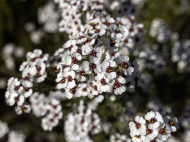 Yabani biberiyenin küçük beyaz çiçekleri (Eriocephalus africanus) dışarıda güneş ışığında yetişir..