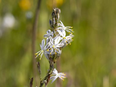 Klorophytum graminifolium bitkisinin beyaz çiçeklerinin ayrıntıları gösteren makro resmini kapat