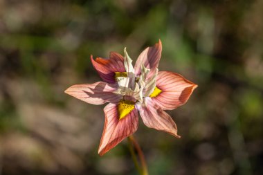 Close-up macro image of the pretty Crisp Tulp (Moraea gawleri) wildflower blooming outdoors, showing the colors and details