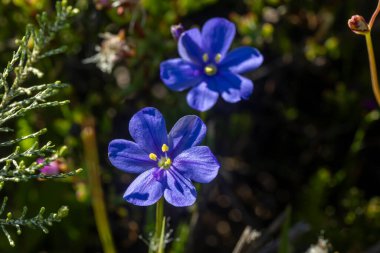 Closeup of the African Cape blue (Aristea africana) flower blooming in the sunlight
