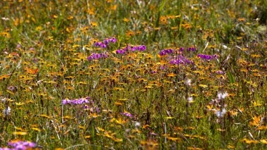 Arkadan aydınlatılan ve güneş ışığında yaprakları parlayan farklı yabani çiçeklerle dolu renkli bir tarlaya yakın.