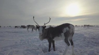 Güzel dağ geyikleri soğuk tundrada karın altında yiyecek arıyorlar. Kış. Yamal. Rusya.