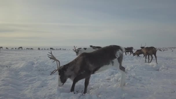 美しい山鹿は寒いツンドラの雪の下で食べ物を探しています ウィンター ヤマール ロシア — ストック動画