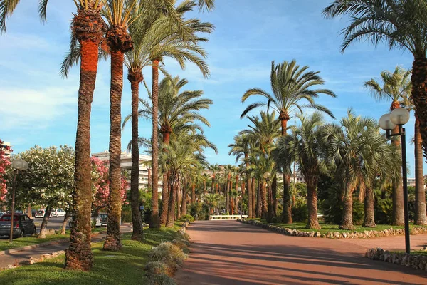 Palmetrær Croisette Cannes Cannes Ligger Den Franske Rivieraen Byen Kjent – stockfoto