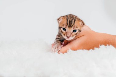 Bir kızın elinde bir kedi yavrusu. Avuçlarında küçük şirin bir kedi yavrusu var. Kopya alanı. Yakın plan. Beyaz arka planda iki haftalık Bengal kedisi..