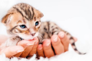 Bir kızın elinde bir kedi yavrusu. Yakından. Güzel Bengal. Avuçlarında küçük şirin bir kedi yavrusu var. Beyaz bir arka planda iki haftalık Bengal kedisi..