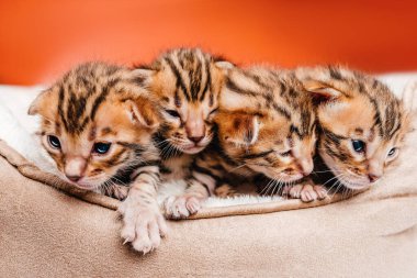 Kedilerin yastığına uzanmış Bengal kedilerinin yakın çekim yüzleri. İki haftalık Bengal kedisi..
