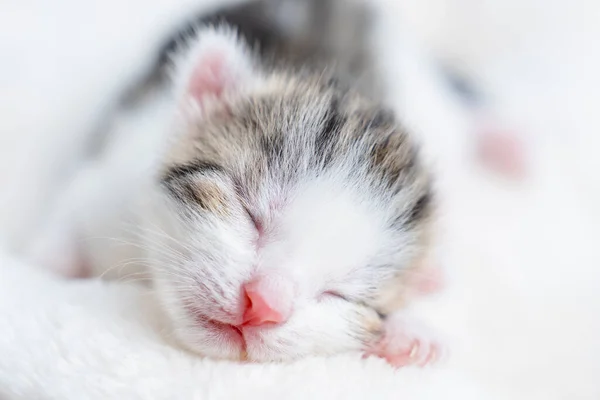 Cute little gray kitten sleeping curled up on a blanket, close-up.One week old small newborn kitten on a white background. Close up of the faces of cute kitten lying on a cat pillow.