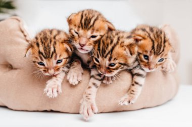 Beyaz arka planda yeni doğmuş iki haftalık Bengal kedisi. Kedilerin yastığına uzanmış Bengal kedilerinin yakın plan yüzleri..