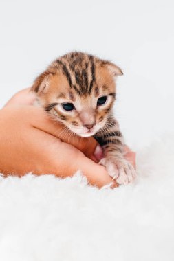 Beyaz bir geçmişi olan iki haftalık Bengal kedisi. Bir kızın elinde bir kedi yavrusu. Uzayı kopyala. Yakından. Güzel bengal.Avuçlarında küçük şirin bir kedi yavrusu var..