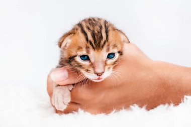 Beyaz bir geçmişi olan iki haftalık Bengal kedisi. Bir kızın elinde bir kedi yavrusu. Uzayı kopyala. Yakından. Güzel bengal.Avuçlarında küçük şirin bir kedi yavrusu var..