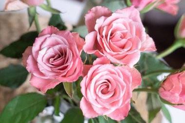 Beautiful pink pastel roses in spring as a gift for women's day in march
