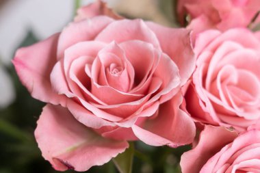 Beautiful pink pastel roses in spring as a gift for women's day in march