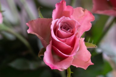 Beautiful pink pastel roses in spring as a gift for women's day in march
