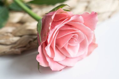Beautiful pink pastel roses in spring as a gift for women's day in march